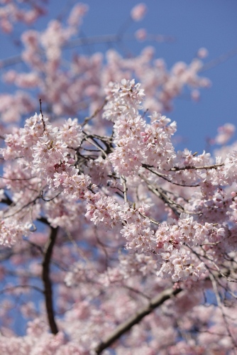 1849-12.4.7祇園枝垂桜　上から垂れるアップ.jpg